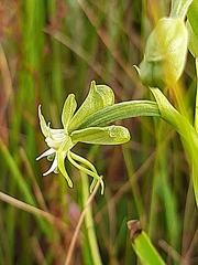 Habenaria humilior