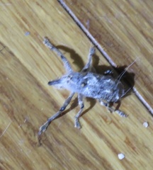 Orthorhinus