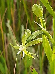 Habenaria humilior
