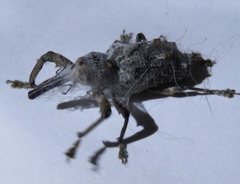 Orthorhinus