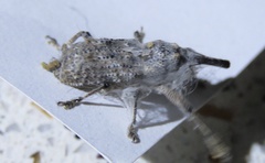 Orthorhinus