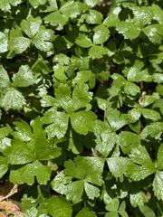 Hydrocotyle tripartita