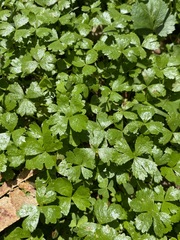Hydrocotyle tripartita