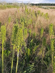 Eucomis pallidiflora pole-evansii