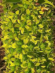 Eucomis pallidiflora pole-evansii