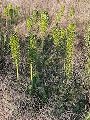 Eucomis pallidiflora pole-evansii