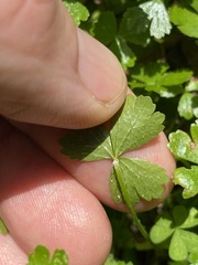 Hydrocotyle tripartita