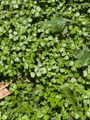 Hydrocotyle tripartita