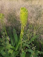 Eucomis pallidiflora pole-evansii
