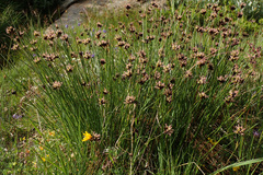 Juncus jacquinii