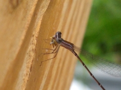 Nehalennia pallidula