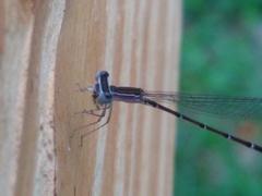 Nehalennia pallidula