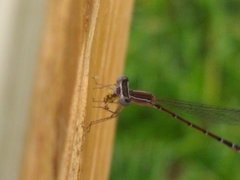 Nehalennia pallidula