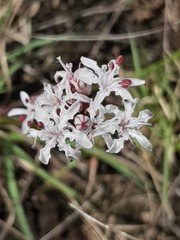 Nerine rehmannii