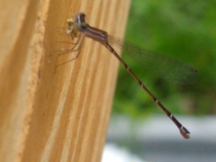 Nehalennia pallidula