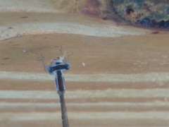 Nehalennia pallidula