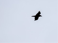 Corvus corax kamtschaticus