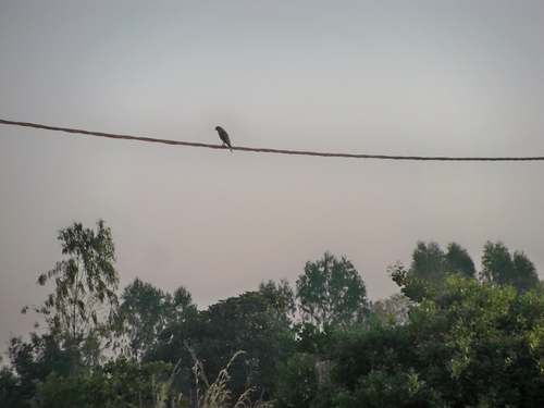 Lizard Buzzard