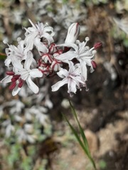 Nerine rehmannii