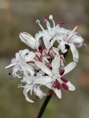 Nerine rehmannii