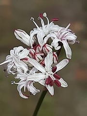 Nerine rehmannii