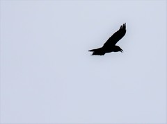 Corvus corax kamtschaticus