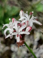 Nerine rehmannii