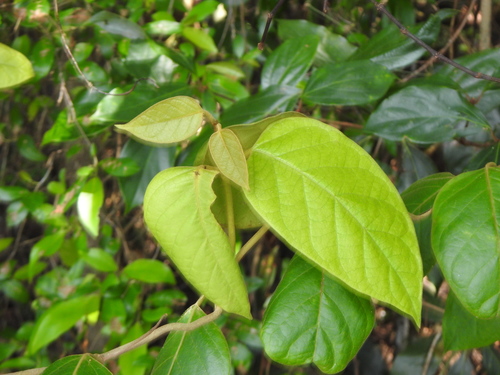 Image of Parsonsia fulva by (c) Greg Tasney, some rights reserved (CC BY-SA)