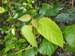 Parsonsia fulva