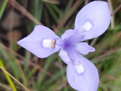 Moraea natalensis