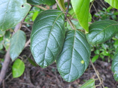 Parsonsia fulva