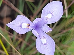 Moraea natalensis