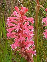 Satyrium hallackii ocellatum