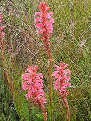 Satyrium hallackii ocellatum