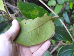 Parsonsia fulva