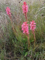 Satyrium hallackii ocellatum