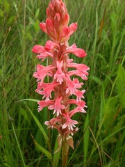 Satyrium hallackii ocellatum