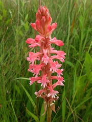 Satyrium hallackii ocellatum