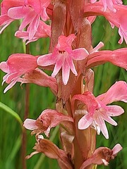 Satyrium hallackii ocellatum