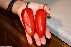 Capsicum annuum annuum