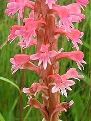 Satyrium hallackii ocellatum