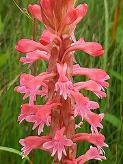 Satyrium hallackii ocellatum