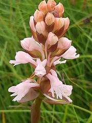 Satyrium hallackii ocellatum