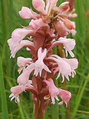 Satyrium hallackii ocellatum