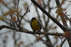 Setophaga kirtlandii