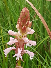Satyrium hallackii ocellatum