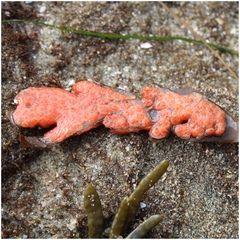 Metandrocarpa dura