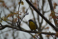 Setophaga kirtlandii