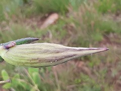 Xysmalobium pedifoetidum