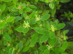 Pimelea gigandra